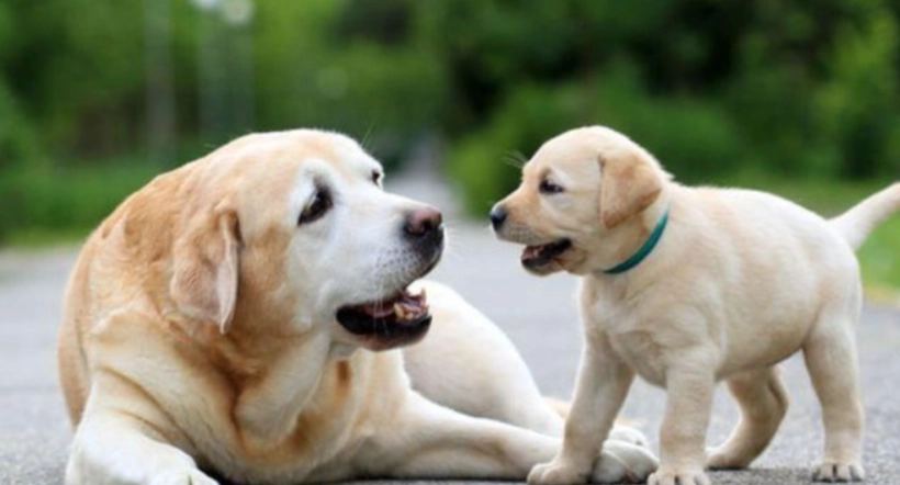 品種狗年齡對照