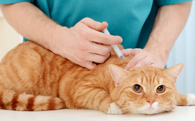 貓咪疫苗時間表