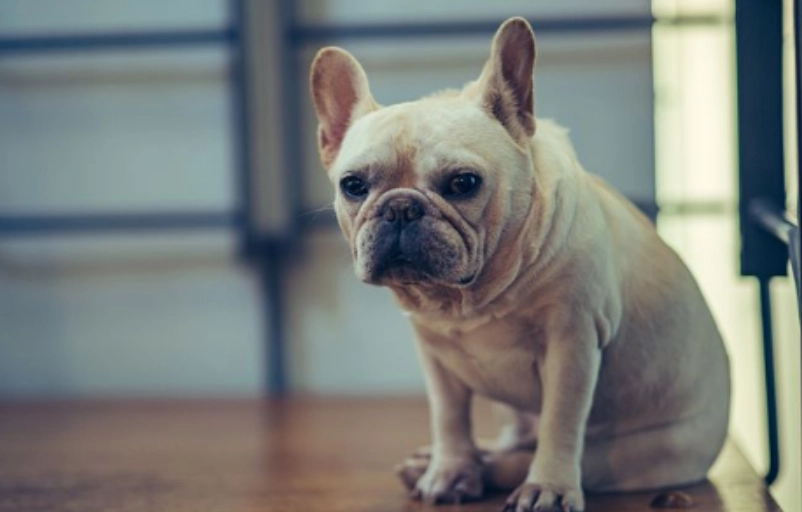 如何延長法鬥壽命