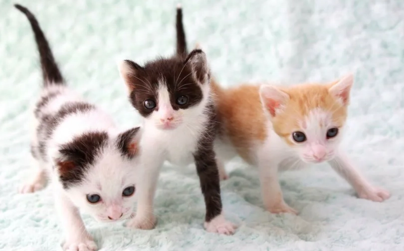 新手必看！2個月幼貓照顧全攻略：從餵食到健康一次搞懂