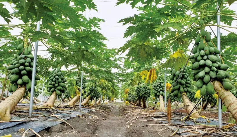 木瓜種植月份全攻略：台灣最佳時機與實務技巧