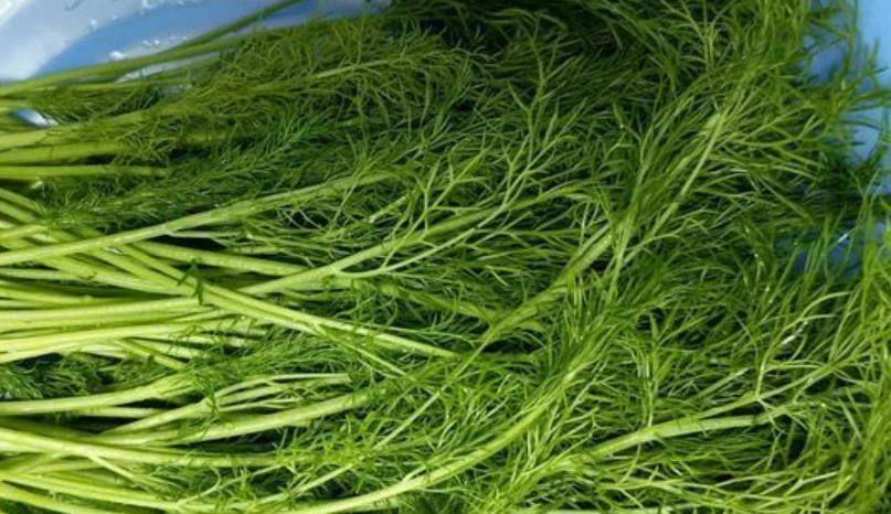 新鮮茴香食譜全攻略：從挑選到料理，一次搞定家常菜