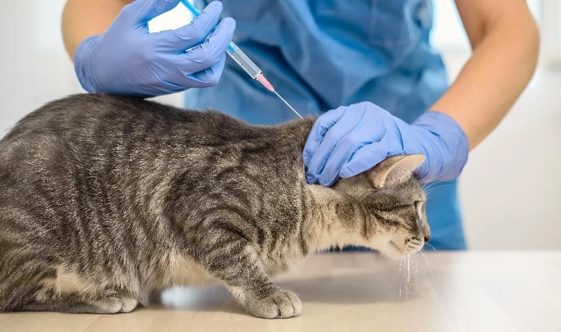 貓咪疫苗時間表
