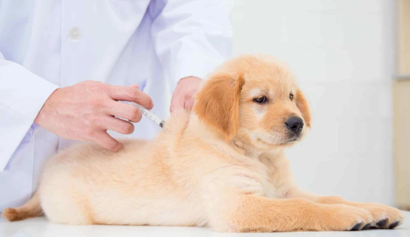 狗狗疫苗多久打一次