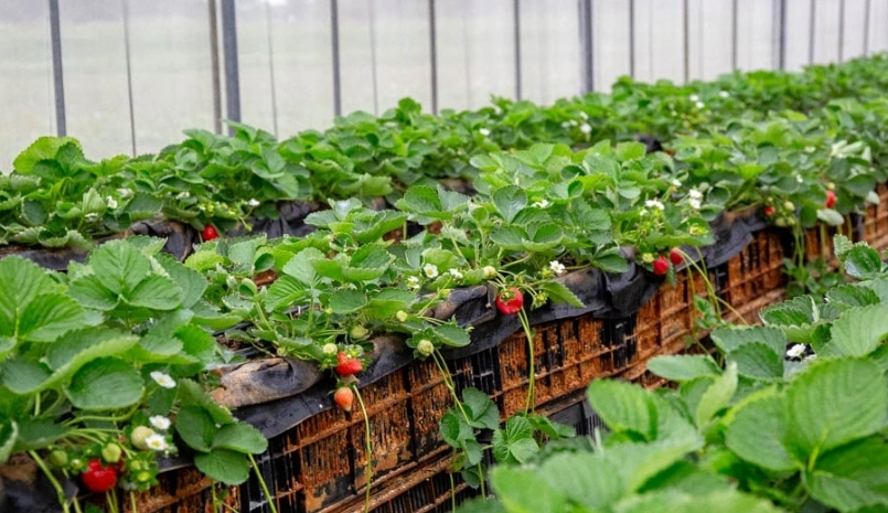 桃園採草莓推薦｜5大農場特色比較、交通、季節與採果技巧全攻略