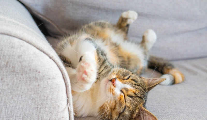 貓咪行為分析指南：解讀15種常見動作與情緒訊號