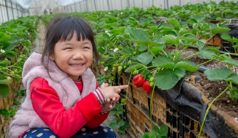 桃園採草莓農場
