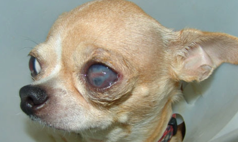 狗狗角膜潰瘍