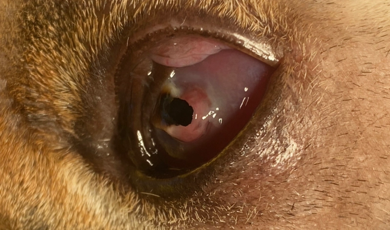 狗狗眼睛受傷治療