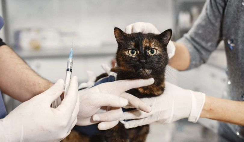 貓疫苗品牌選擇指南：台灣常見品牌比較與施打建議