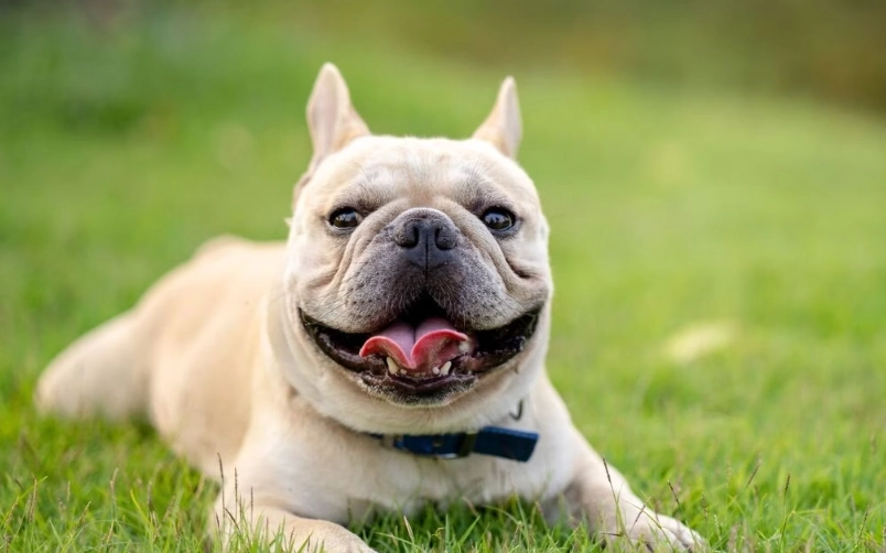 法鬥犬好養嗎？完整解析飼養優缺點、費用與注意事項