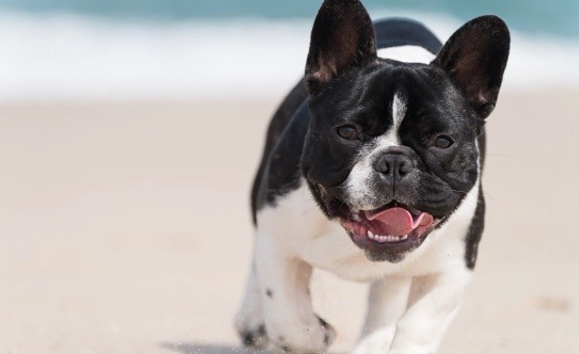 如何延長法鬥壽命