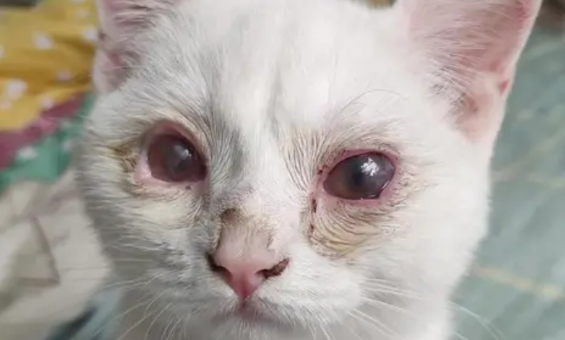 貓眼睛發炎症狀