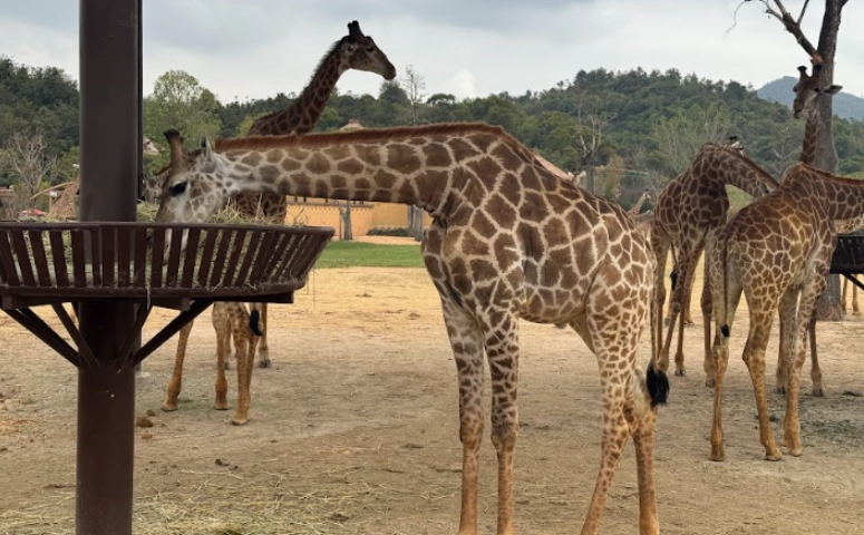長鹿動物王國 交通