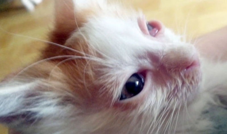 貓眼睛發炎症狀