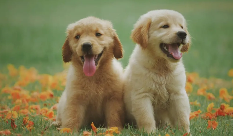 狗狗年齡對照表：看懂毛孩生命階段與精準照護指南