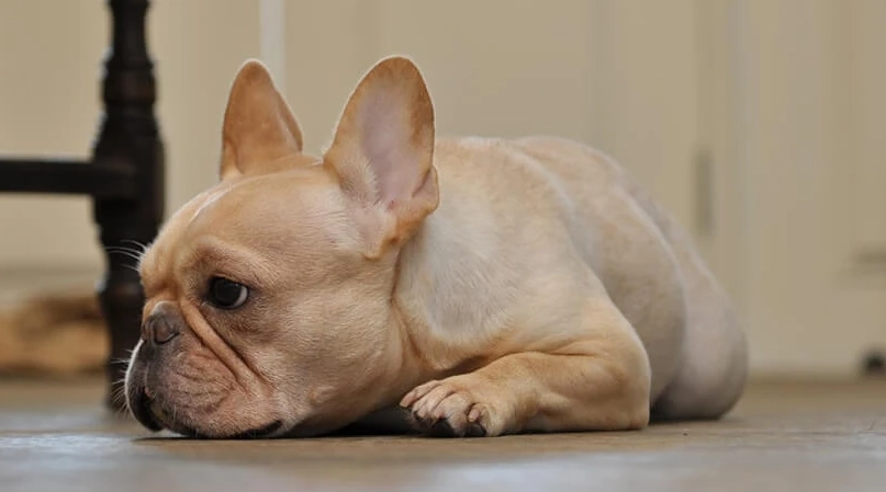 老年狗體重下降