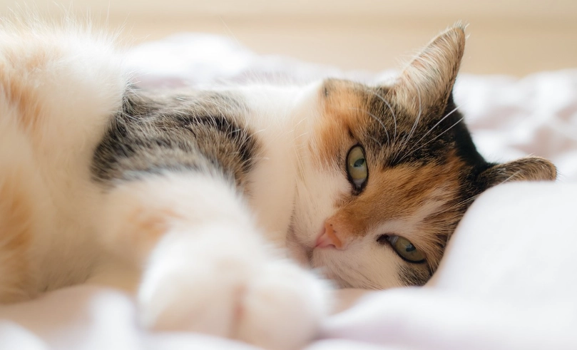 貓腎衰竭第四期壽命：關鍵不在天數，而在你如何陪伴