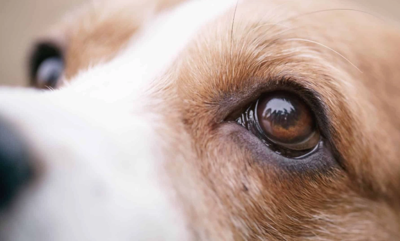 狗眼睛紅腫
