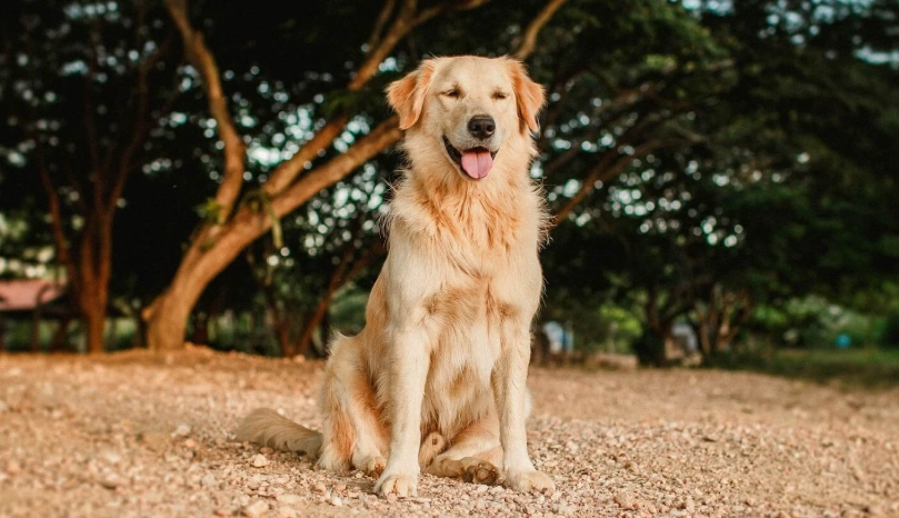 黃金獵犬常見疾病