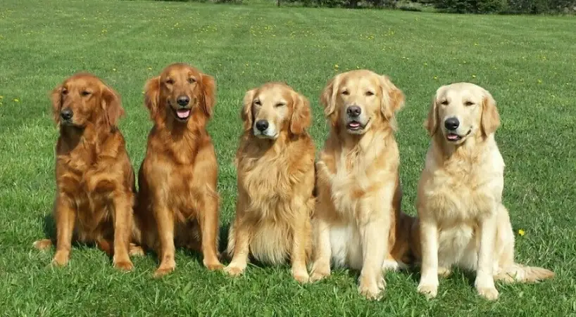 黃金獵犬與拉布拉多是同一種狗嗎？性格、飼養、健康完整解析