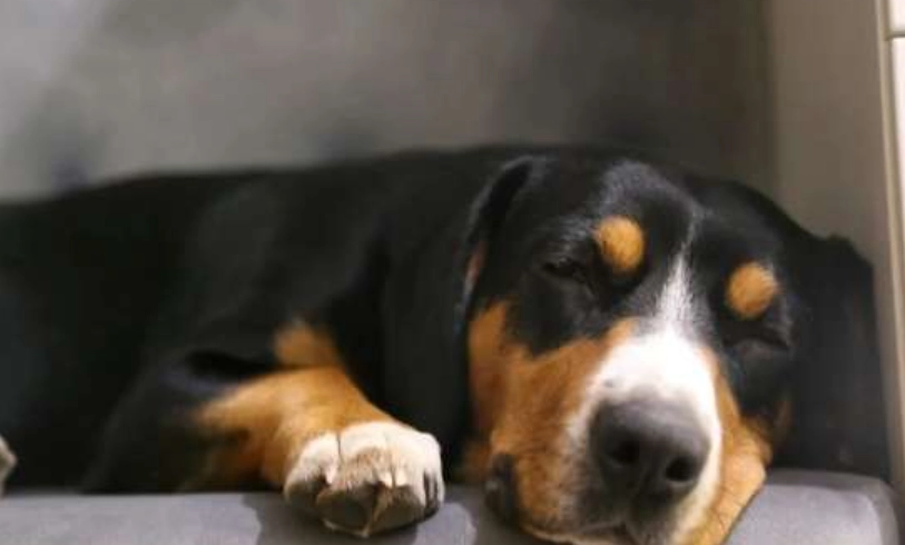 狗狗嘔吐物顏色