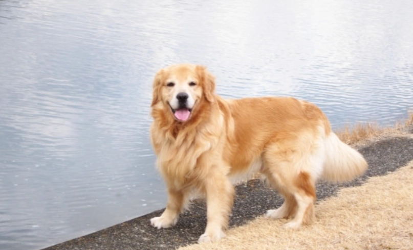 黃金獵犬拉布拉多區別