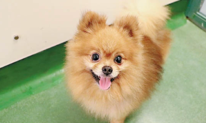 松鼠狗 飼養方法