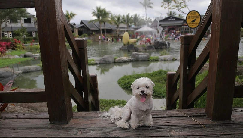寵物友善景點 花蓮