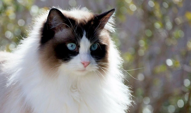 布偶貓成長期全攻略：體重、飲食、照顧重點一次掌握