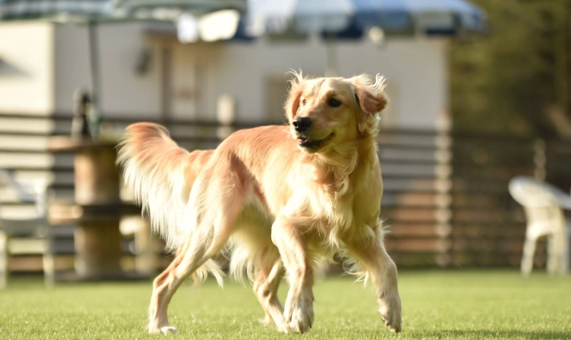 拉布拉多幼犬飼養