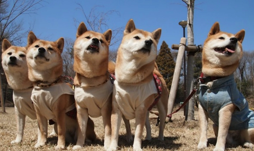 柴犬品種全攻略：從赤柴到黑柴，性格、飼養成本與常見問題一次看懂