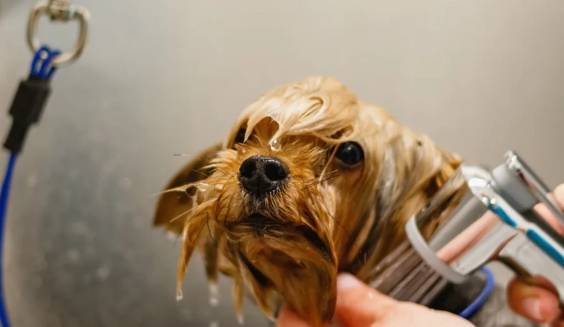 狗狗掉毛怎麼辦