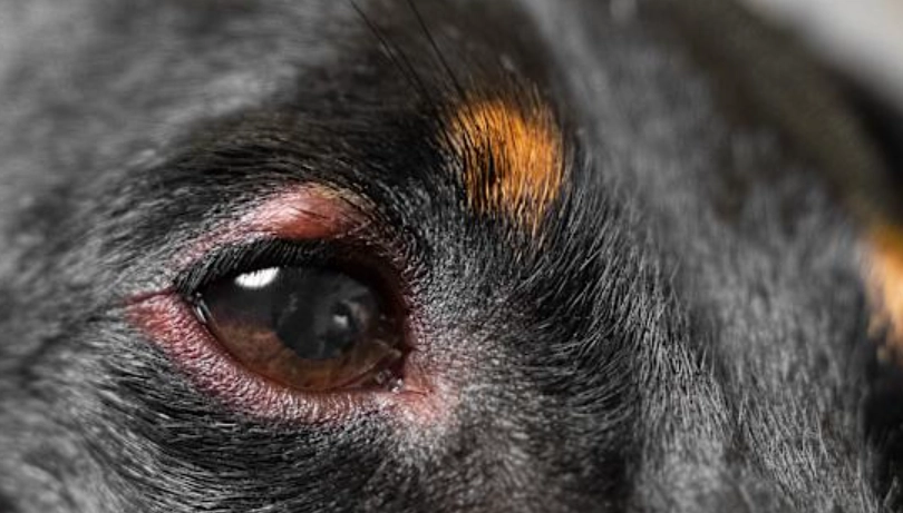 眼睛發炎多久會好