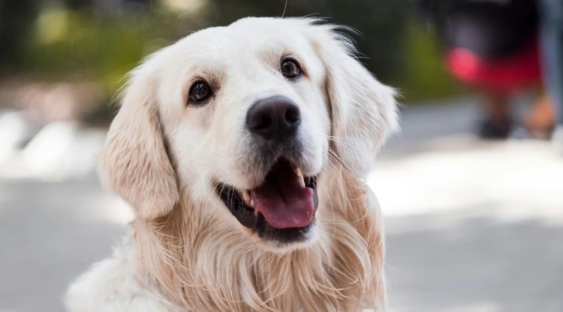 狗狗毛髮保養全攻略：告別毛躁打結，打造柔順亮麗毛皮