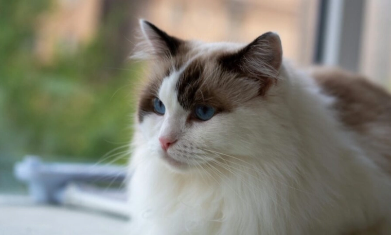 布偶貓飲食指南