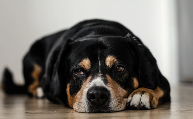 狗狗嘔吐物顏色