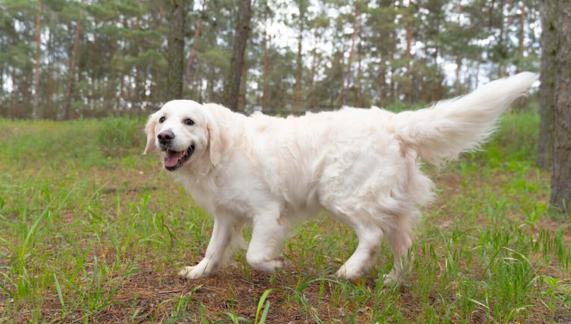 黃金獵犬的5大缺點與挑戰：養狗前必看的真實評估