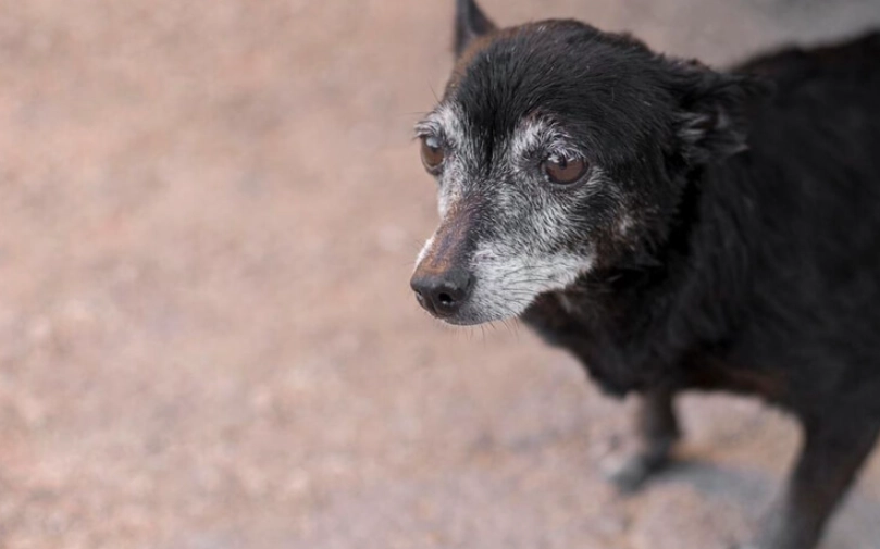 老狗越來越瘦怎麼辦？完整解析原因與護理方法 | 寵物健康指南