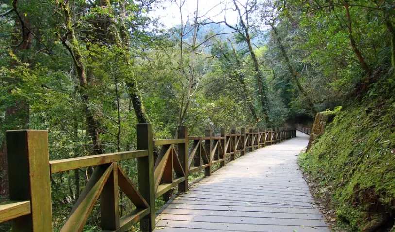 拉拉山神木群步道