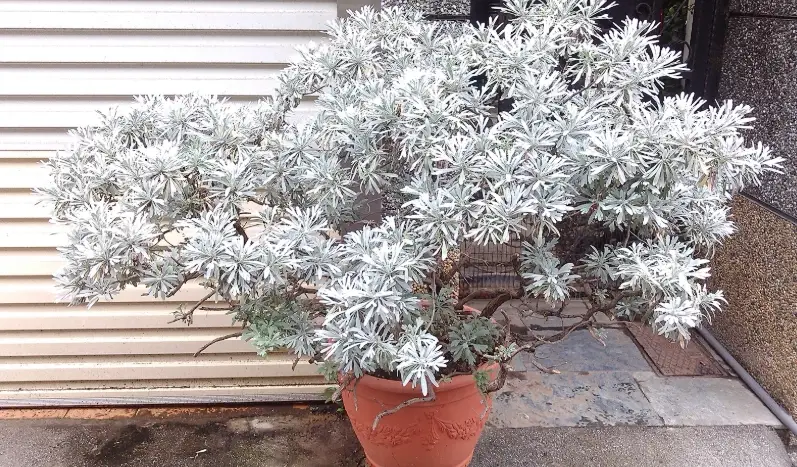 芙蓉移植全攻略：掌握最佳時機與步驟，讓你的木芙蓉年年盛開
