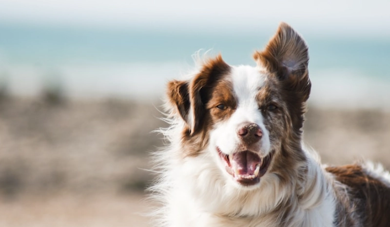 狗狗吐黃水泡沫怎麼辦？獸醫教你判別原因與緊急處理步驟