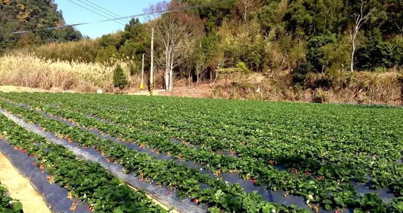 草莓園推薦