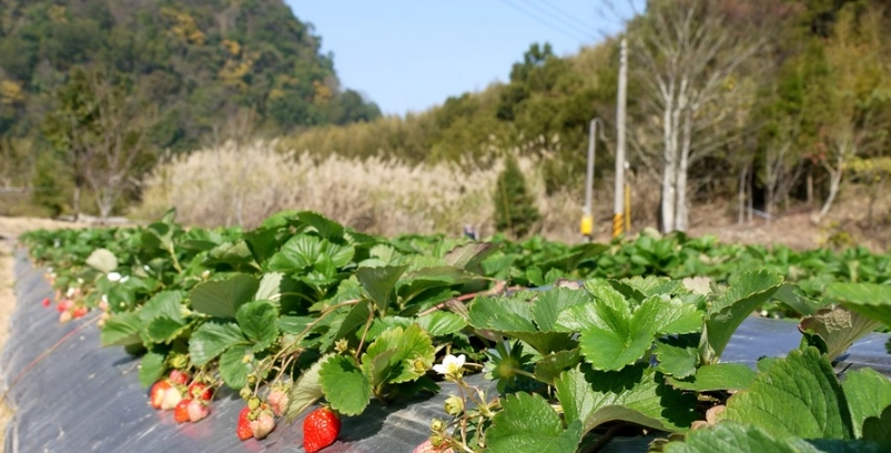 高山草莓