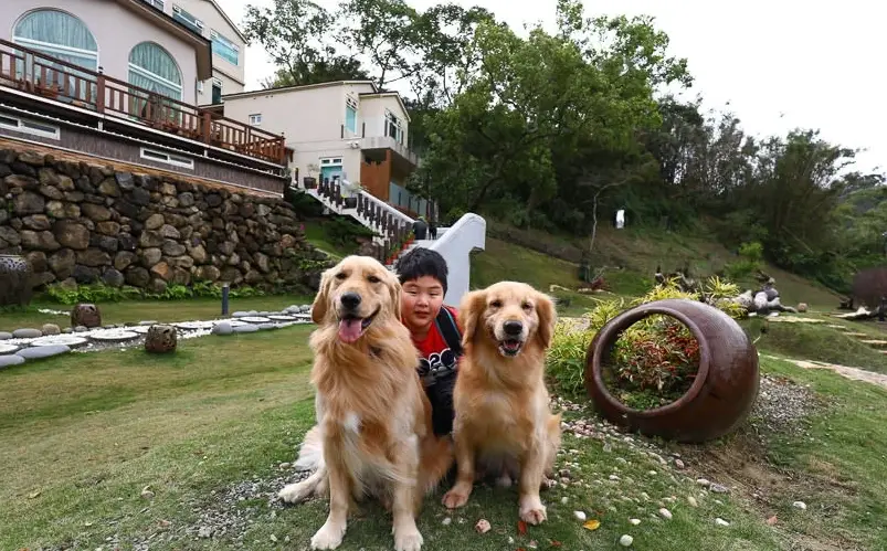 帶毛孩玩九份！九份寵物友善景點推薦與完整指南