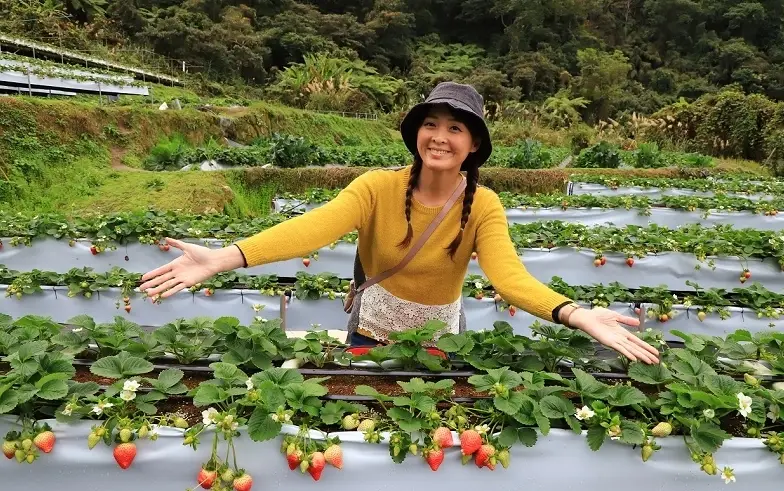 草莓園推薦