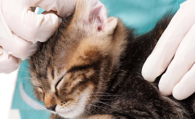 貓咪預防針檢查