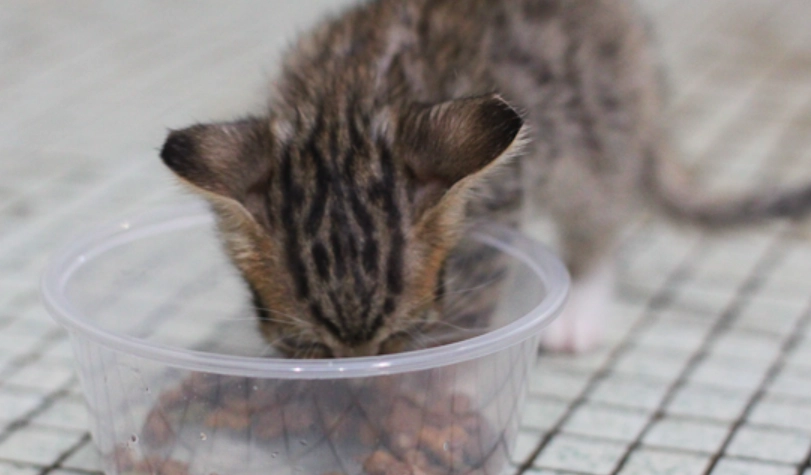 貓bb濕糧全攻略：挑選、餵食與常見問題一次搞懂