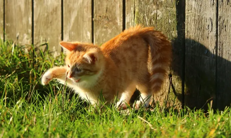 貓咪奇怪行為解密：這些動作背後的真實含意