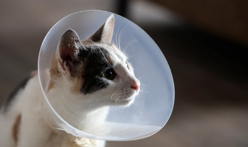 公貓結紮恢復時間全攻略：術後照顧與常見問題一次看懂